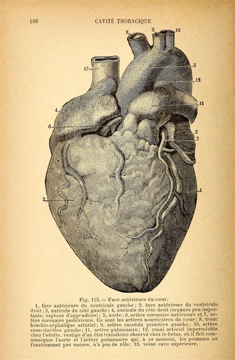 Human Heart Diagram Vintage Anatomy Poster Drawing By