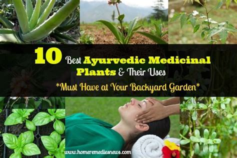 Learn Now How To Use Ayurvedic Medicinal Plants With This 10 Ayurvedic