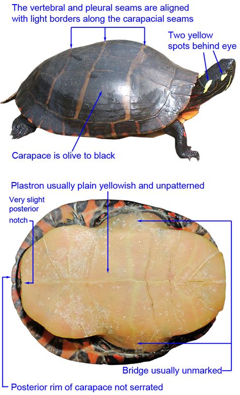 Pictures of eastern painted turtles. Eastern Painted Turtle