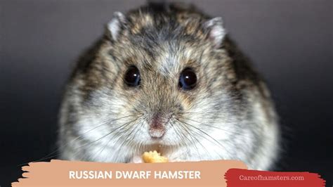 Campbells Dwarf Hamster Facts And Care All You Need To Know