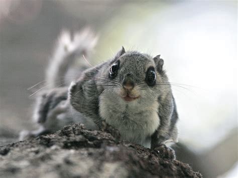 2017 Siberian Flying Squirrel Population Genetic Study Lutreola