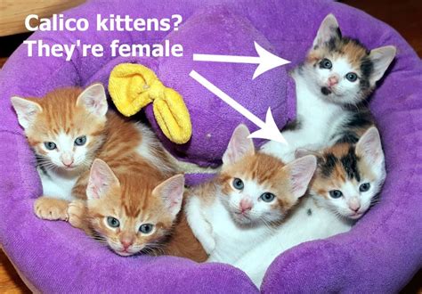 Calico Cats The Ultimate Guide Thecatsite