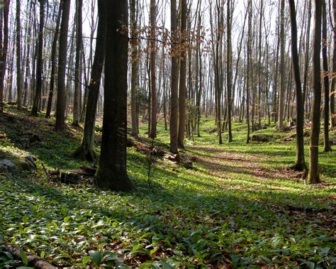 Filespring Forest Near Planinsko Polje Wikimedia Commons
