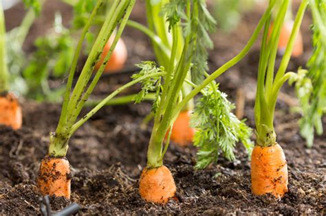 10 Best Vegetables To Grow In A Fall Garden