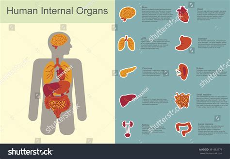 Medical Infographic Of Internal Human Organs In Flat Icon Design
