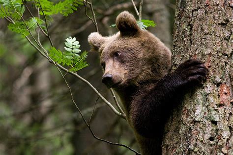 Medveď Hnedý Ursus Arctos Fotogaléria Fotolovcisk