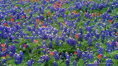 Sand Bluebonnets And Paintbrush Hill Country Texas Flowers Nature