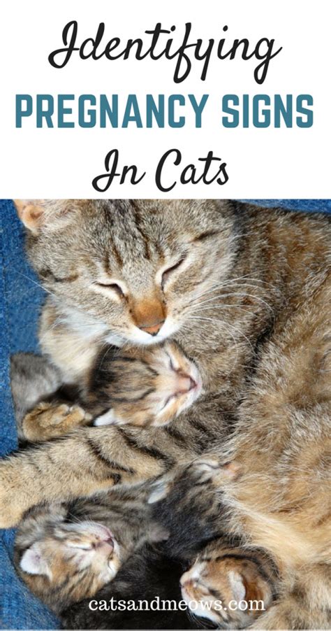 Expecting Kittens How To Identify Pregnancy Signs In Cats Cats And Meows