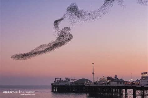 A Murmuration Of Starlings Over Brighton Pier Nature Inspiration