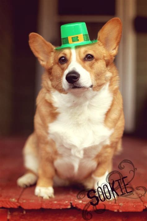 Happy St Patricks Day From Your Local Corgi Corgi Breeds Best Dog