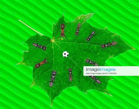 Ants Play Soccer On Green Leaf Jpeg Illustration Xfotosearchxlbrfx