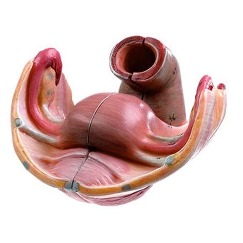 The ovaries are female reproductive organs located in the pelvis. MS 8/3 Female Genital Organs | Biomedical Models