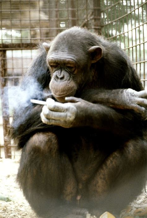 Monkeys And Apes Chain Smoking Cigarettes As Coronavirus Panic Grips