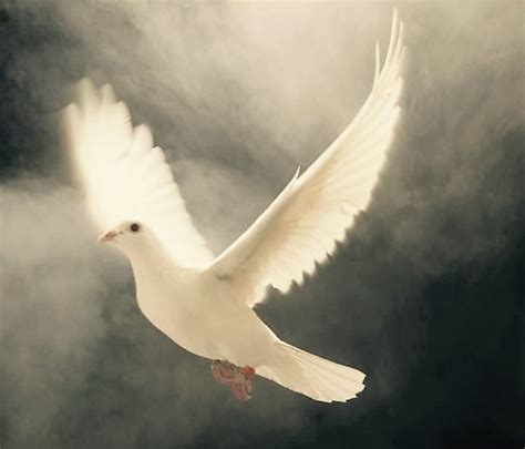 Holy Spirit Bird Beautiful Birds Holy Spirit