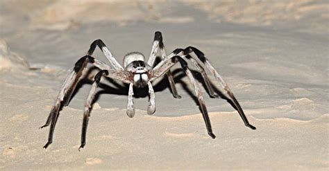 The Top 10 Biggest Spiders In The World Az Animals