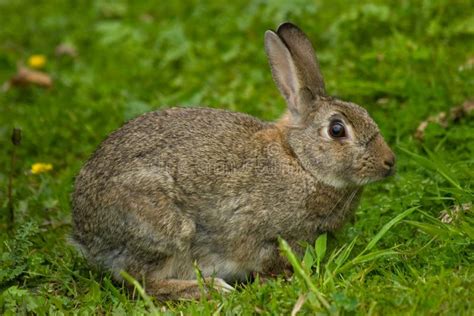 Conejo Europeo Salvaje Lindo Foto De Archivo Imagen De Europeo