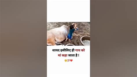 गाय हमारी माता है 🥰🙏🤗👌cutebaby Viralvideo Shortfeed हिंदूधर्म