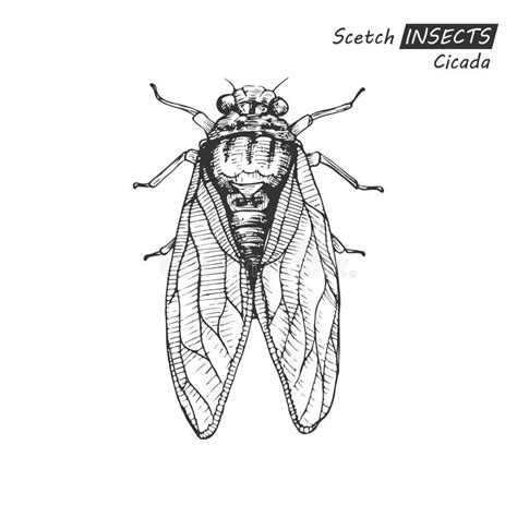 Hand Drawn Cicada Stock Vector Illustration Of Cicadomorpha 94107796
