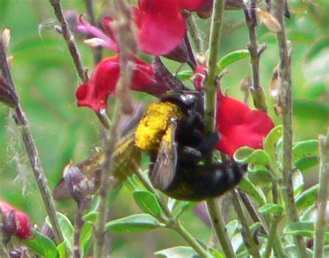 Yellow Backed Bee Xylocopa Sonorina Bugguidenet