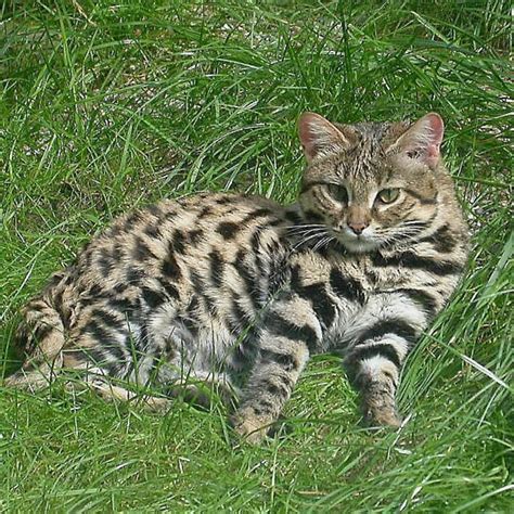 Black Footed Cat