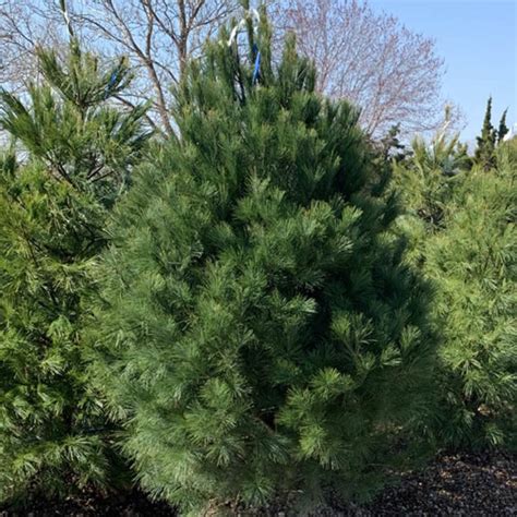 Eastern White Pine Tree For Sale At The Grass Pad