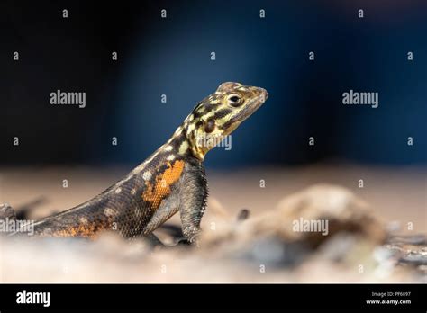 Close Up Head Shot Of Namibian Rock Agama Lizard Stock Photo Alamy