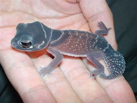Biologia Vida Lagartixa Rabo De Botão Smooth Knob Tailed Geckos