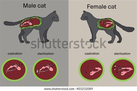 Stock Vektor „vector Illustration Castration Sterilization Cats