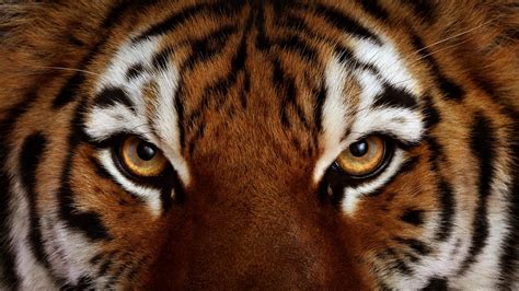 Download 1920x1080 Tiger Eyes Close Up Predator