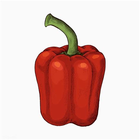 Fresh Organic Red Bell Pepper Vector Premium Image By Sasi Vegetable