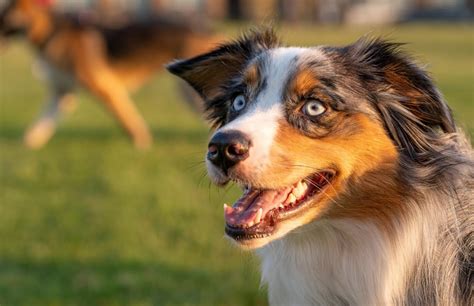 Tips For Training Your Working Dog Breed