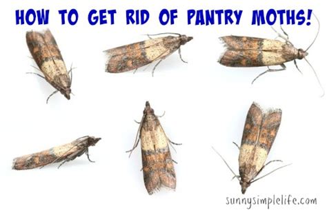 Sunny Simple Life How To Get Rid Of Pantry Moths