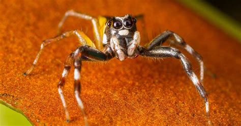 Jumping Spiders 5 Incredible Facts Az Animals