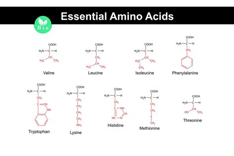 20 Essential Amino Acids List