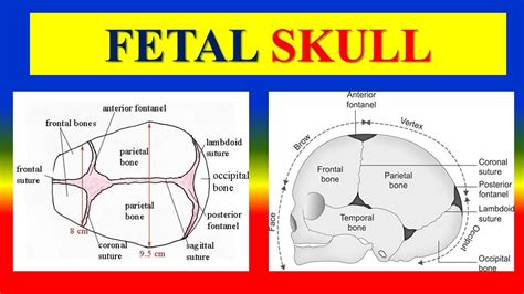 Fetal Skull Bones Regions Landmarks And Sutures Fontanelles