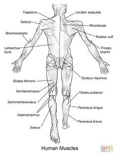 12 photos of the muscles labeled front and back. skeleton label worksheet with answer key | Anatomy and ...