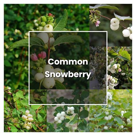 How To Grow Common Snowberry Plant Care And Tips Norwichgardener