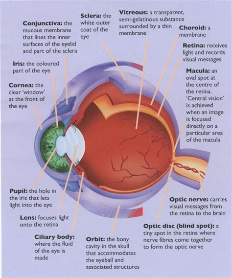 Name Outer Parts Of The Human Eye Shomee
