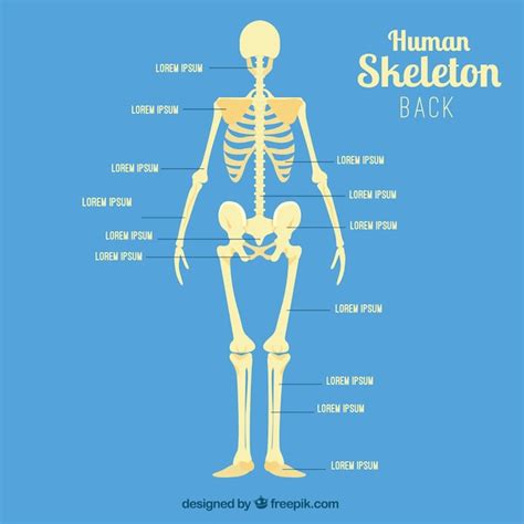 Human Bone Anatomy Back Skeletal System The Skeletal System Human