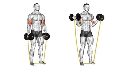 Bicep Curl With Dumbbells And Band