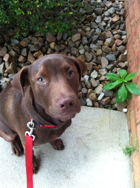 Chocolate Lab Pitbull Mix What Is It Like To Have A Pit Bull Labrador