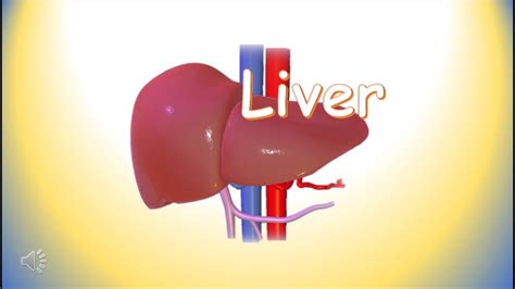 It has a list of organs in the human body which you click on and drag it to the right place in the body, rotating if necessary. Liver ; functions of liver ; Human body organs ; Science ...