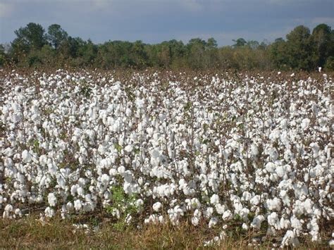 Organic Cotton Production Cultivation Practices Agri Farming