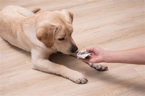 3 Effective Flea Tablets For Dogs Discover