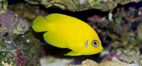Stunning Yellow Fish And Gold Fish Tropical Fish Hobbyist Magazine