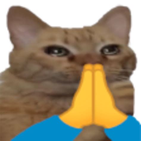 Cat Prayge Prayge Know Your Meme