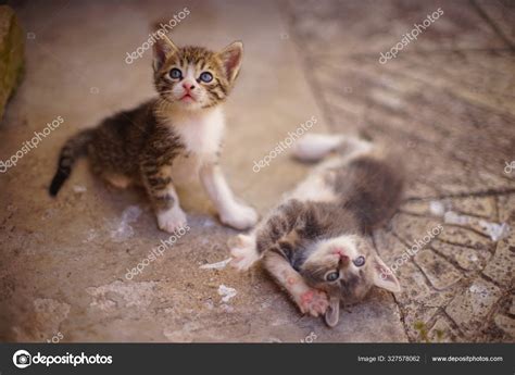Two Cute Kittens Play In The Summer Yard — Stock Photo © Sonymoon