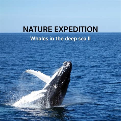 Stream Nature Expedition Listen To Whales In The Deep Sea 2 Playlist Online For Free On Soundcloud