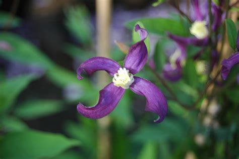 Maybe you would like to learn more about one of these? PRETTY IN BLUE | Clematis 'PRETTY IN BLUE ' online kaufen