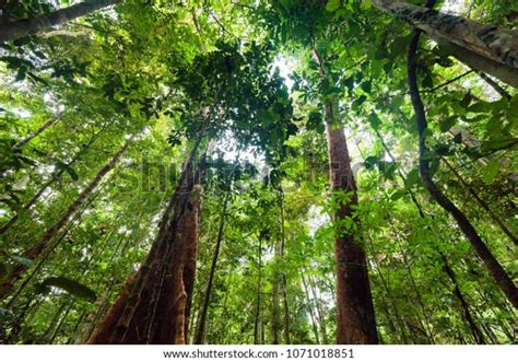 Lush Undergrowth Jungle Vegetation Virgin Rainforest Stock Photo